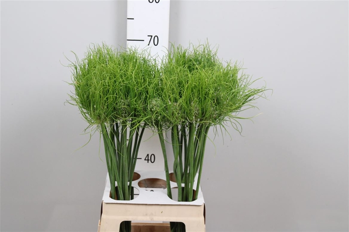 <h4>Allium Am Catweazle</h4>