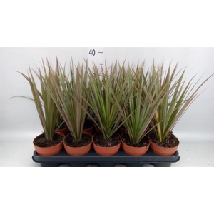 Dracaena marg. 'Bicolor'