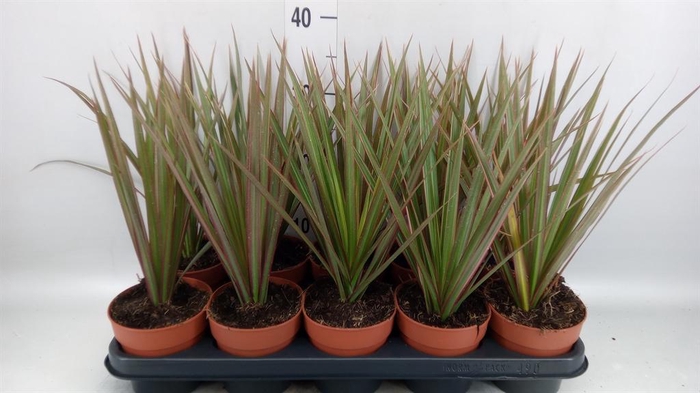 <h4>Dracaena marg. 'Bicolor'</h4>