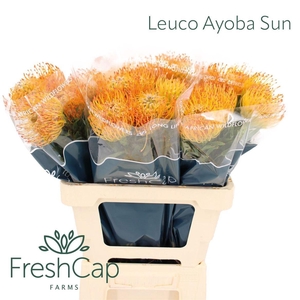 LEUCO AYOBA SUN