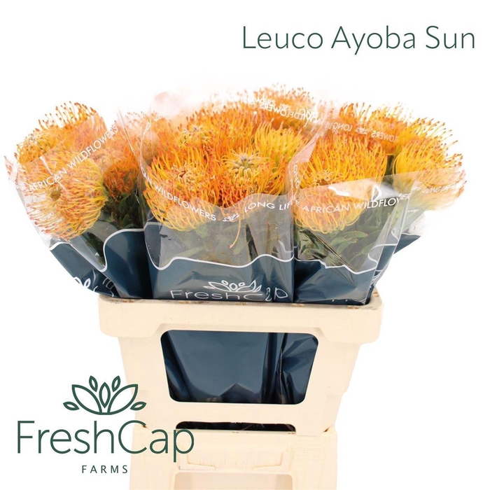 <h4>LEUCO AYOBA SUN</h4>