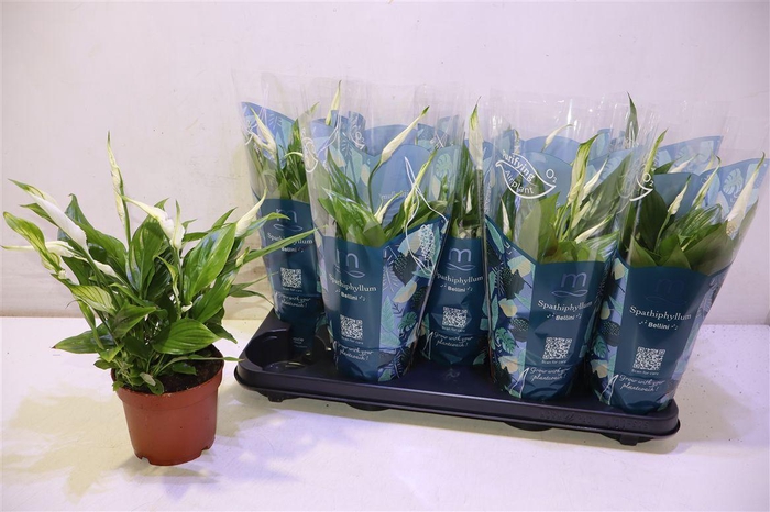 <h4>arr8 Spath Bellini</h4>