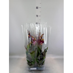 Phalaenopsis  'Magdalena'