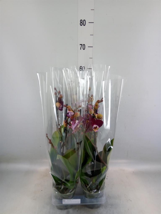 <h4>Phalaenopsis  'Magdalena'</h4>