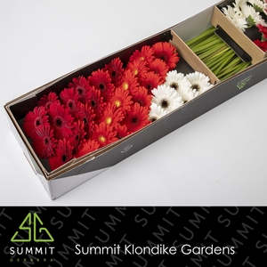 Germini mix Rood  Wit Doos