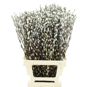 Salix Caprea 'snow Flake' (ch) Fresh!