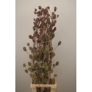 ZOETHOUT 130CM