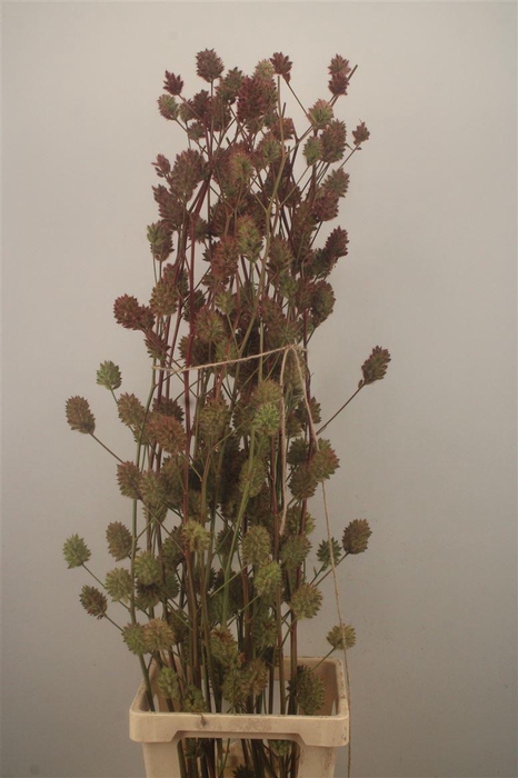 <h4>ZOETHOUT 130CM</h4>