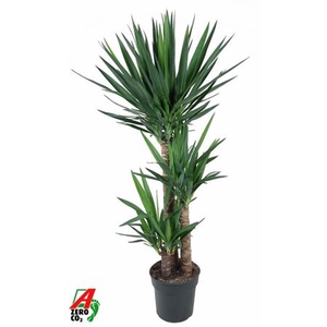 Yucca 90-60-30 3+