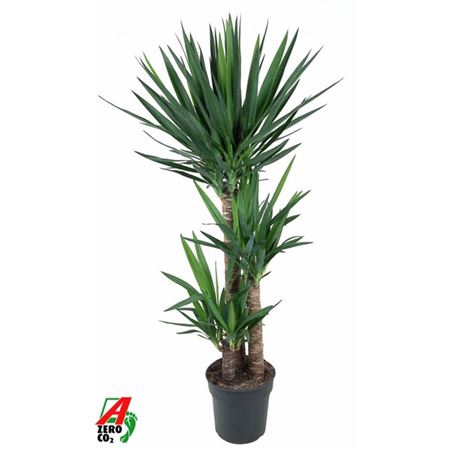 <h4>Yucca 90-60-30 3+</h4>