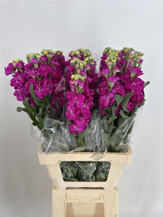 <h4>MATTH ROSE PINK</h4>