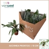 AECH FAS PRONTOO