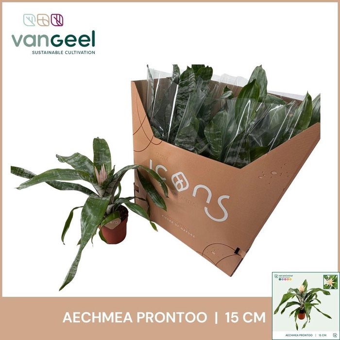 AECH FAS PRONTOO