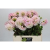 Dahlia Sweet Nathalie