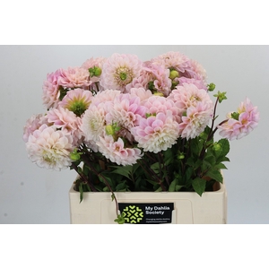Dahlia Sweet Nathalie