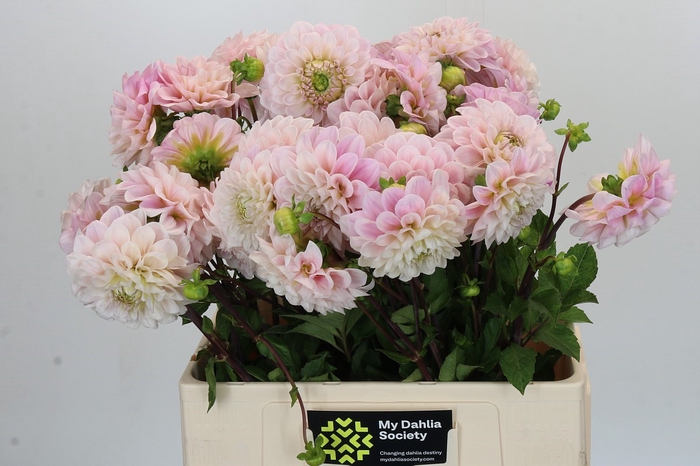 <h4>Dahlia Sweet Nathalie</h4>