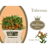 Asclepia Tuberosa Orange