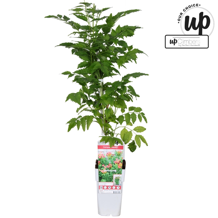 <h4>Campsis 'Pink Panther' P15</h4>