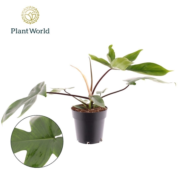 <h4>Philodendron Green Beauty</h4>