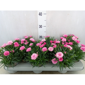 Dianthus  'I Love U'