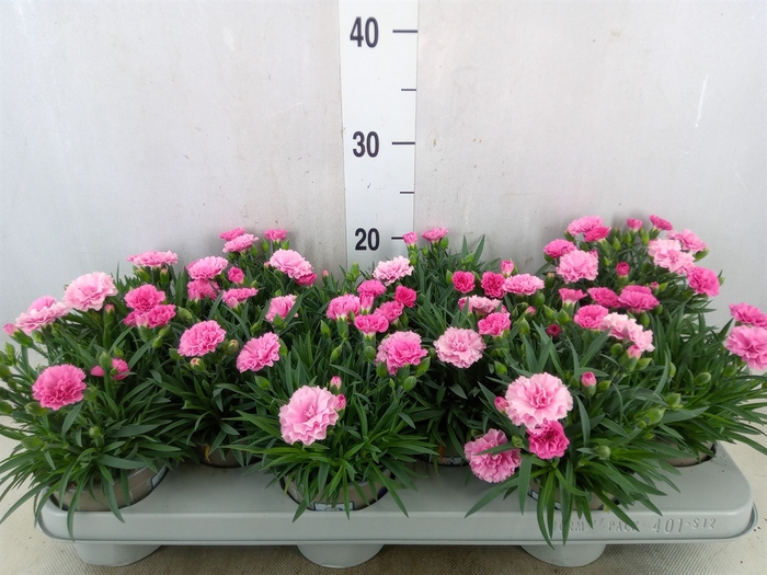 <h4>Dianthus  'I Love U'</h4>