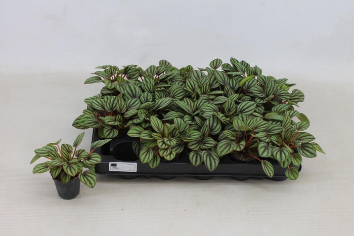 <h4>PEP AL PICCOLO BANDA</h4>