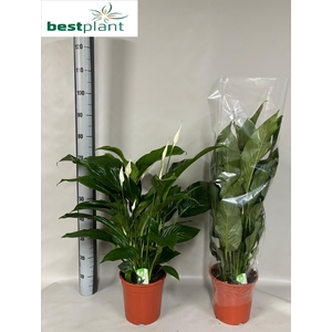 SPATH SWEET LAURETTA