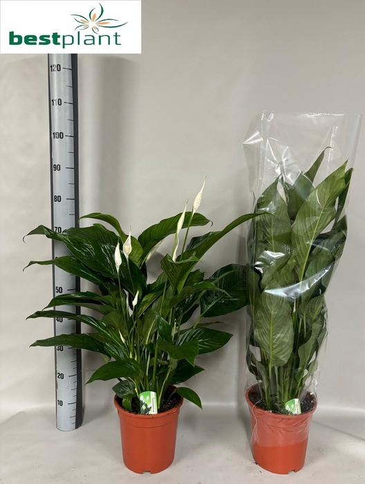 <h4>SPATH SWEET LAURETTA</h4>