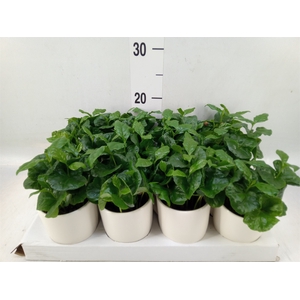 Coffea arabica