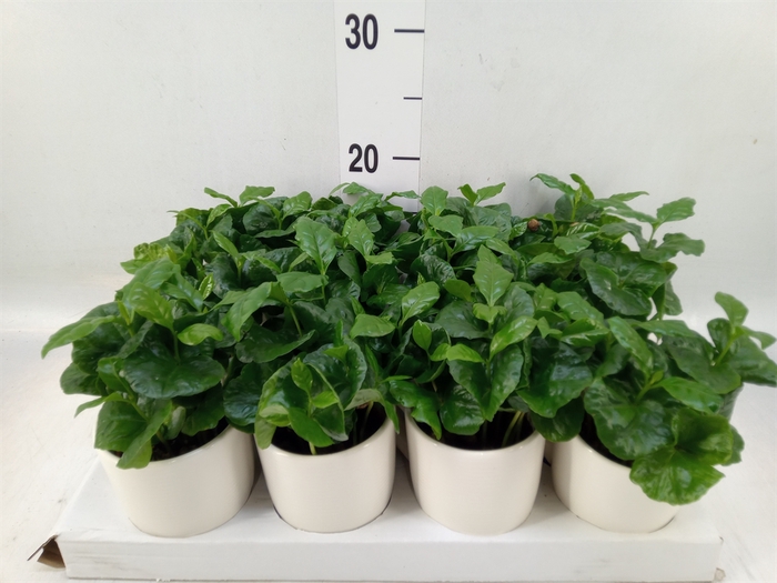 <h4>Coffea arabica</h4>