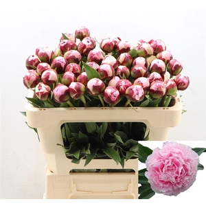 Paeo L Sara Bernhard