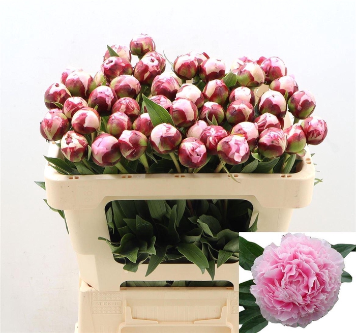 <h4>Paeo L Sara Bernhard</h4>