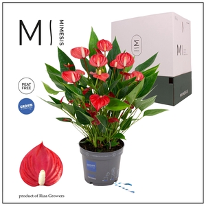 Mimesis Anthurium KARMA Million - 12cm