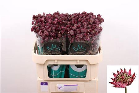 <h4>Astr Star Of Love 70cm</h4>