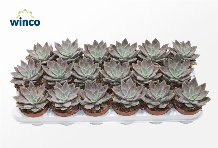 <h4>Echeveria Silver Queen</h4>
