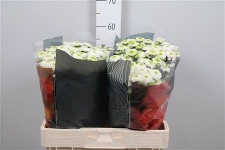 Chr S Maverick White