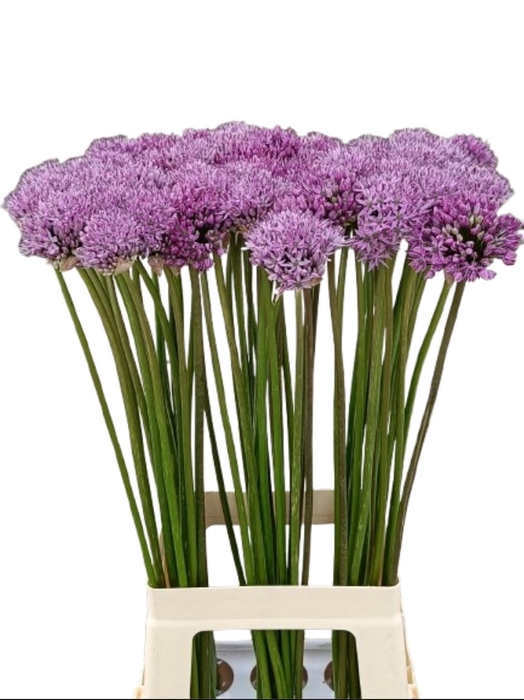 <h4>Allium Gladiator</h4>