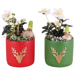 Christmas Arr.Outdoor Ceramic Pot round reindeer red/gre 14cm2PP