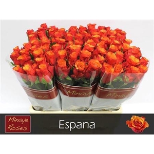 R Gr Espana