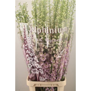 Delph El Dewi Fame Dark Pink