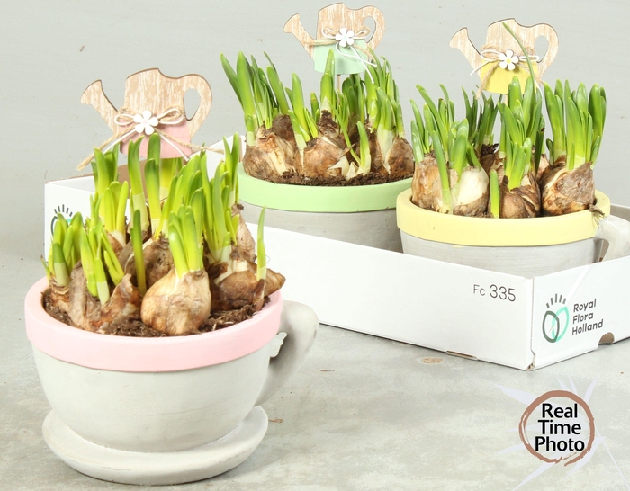 <h4>ARR NARCISSUS</h4>