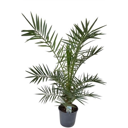 <h4>Phoenix Canariensis</h4>