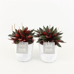 Peperomia Rosso 10,5 in White Wash pot