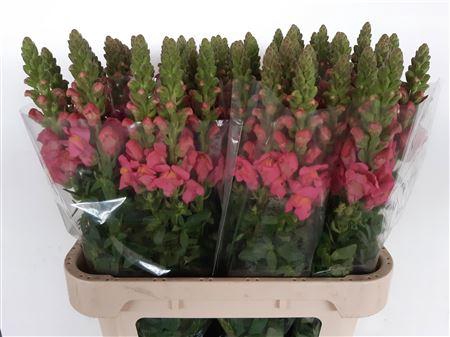 <h4>ANTIR ANTIBES ROSE</h4>