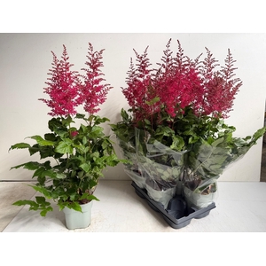 ASTILB A HEAVY METAL