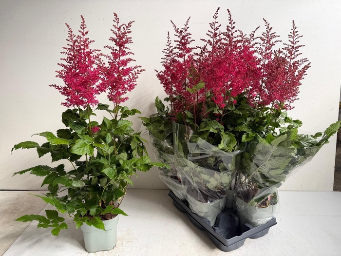 <h4>ASTILB A HEAVY METAL</h4>