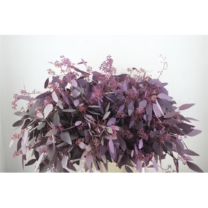 Euca Populus Berry 300gr Abs Lilac P Bunch