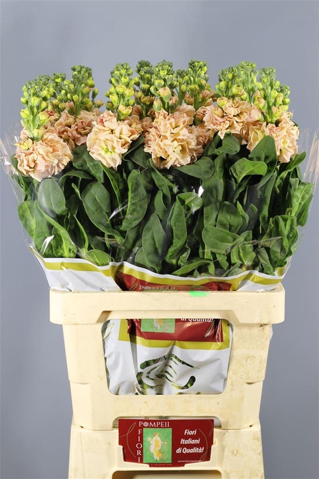 <h4>MATTH IRON APRICOT</h4>