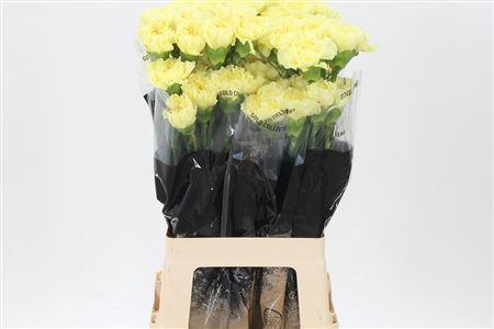 <h4>Di St Diletta</h4>