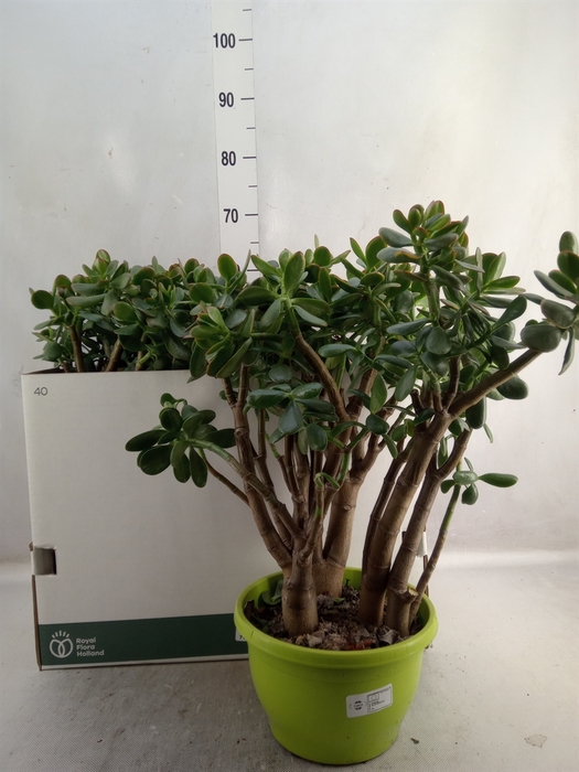 <h4>Crassula ovata 'Sunset'</h4>